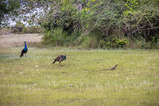 Pair of peacocks and a monitor lizard in grass on a rainy day in the Wilpattu National Park in the North Western Province in Sri Lanka