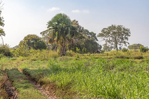 istock Dirt road in a wilderness area 1487745068