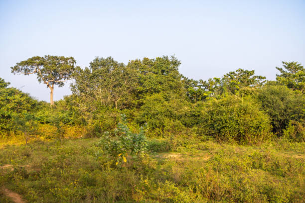 istock Trees in a wilderness area at sunset 1487745122