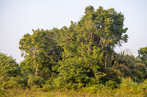 Trees in the wilderness at sunset outside the Yala National Park in the Uva Province in Sri Lanka