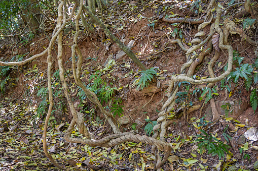 Twisted almost corkscrew formed liana in a jungle area outside Kandy in Sri Lanka