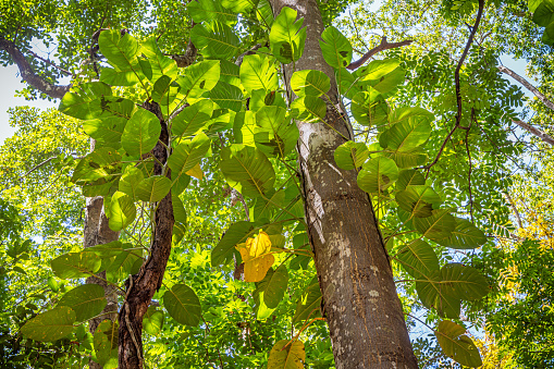 Tree trunk with lush creeper plant with large leaves in a jungle outside Kandy in Sri Lanka