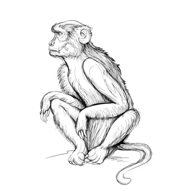 Vector illustration of Illustration of cute monkey. Wildlife animals. Black and white isolated drawing of macaque for encyclopedia. Print for children book, encyclopedia, fabric, fashion, wallpaper. Flat cartoon vector.