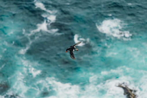 View of cute puffin bird flying with blue background view of wavy sea of the island on Western Norway, Scandinavia