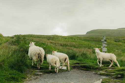 Group of sheep on the fresh green mountain with scenic double rainbow over the sky during summertime in Scandinavia