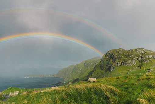 Group of sheep on the fresh green mountain with scenic double rainbow over the sky during summertime in Scandinavia