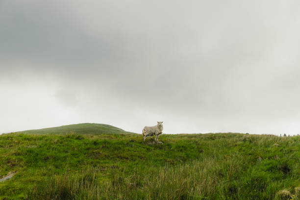 One sheep on the fresh green mountain during summertime in Scandinavia