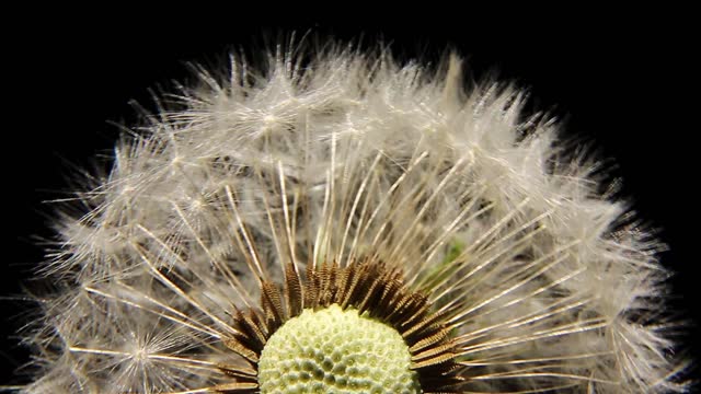 A dry field dandelion with white seeds rotates on a black background.