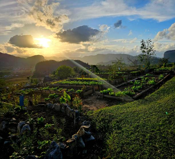 сансет виньялес - cuba rural scene non urban scene day стоковые фото и изображения