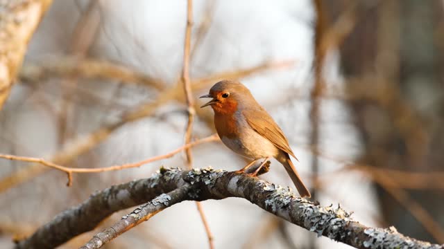 Closeup of Robin singing during beautiful sunset in Estonia boreal forest