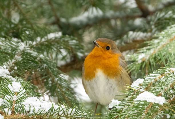 istock European robin (Erithacus rubecula) perched on a branch 1487750560