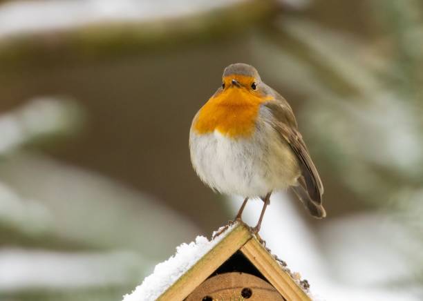 istock European robin (Erithacus rubecula) perched on a birdhouse 1487750562