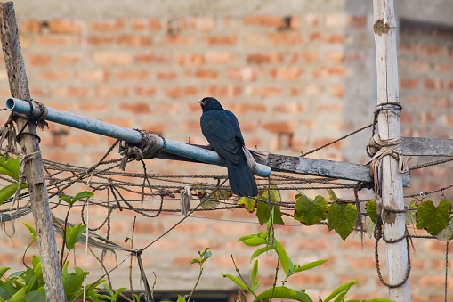 A small black bird is perched atop an electrical wire against the backdrop of a brick building
