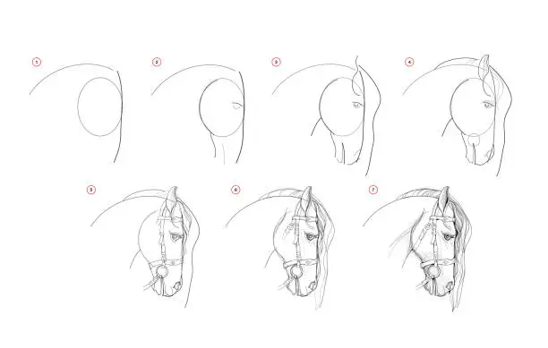 Vector illustration of Page shows how to learn to draw sketch of horse head. Pencil drawing lessons. Educational page for artists. Textbook for developing artistic skills. Online education. Vector image.