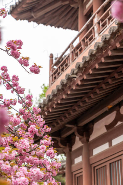 istock Cherry blossoms blooming in spring, Xi'an, China 1487754540