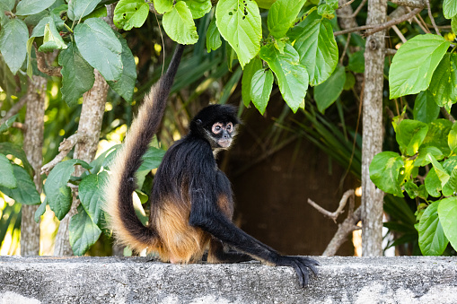 This is a color photograph of a wild spider monkey on a concrete wall in Akumal, Mexico.