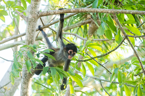 Two lar gibbons relaxing on the tree