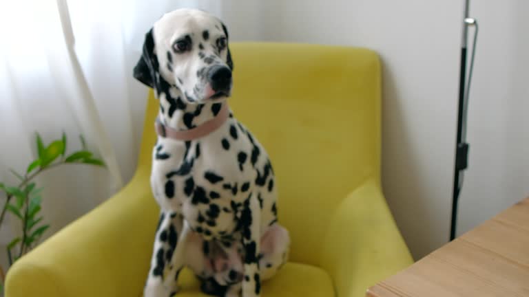 Canine, adorable white dog.