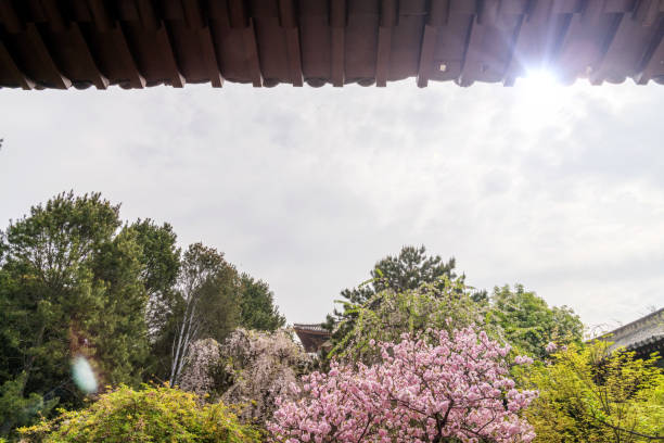 istock Cherry blossoms blooming in spring, Xi'an, China 1487755616