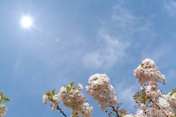 Cherry blossoms blooming in spring, Xi'an, China