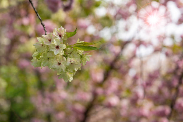 Cherry blossoms blooming in spring, Xi'an, China