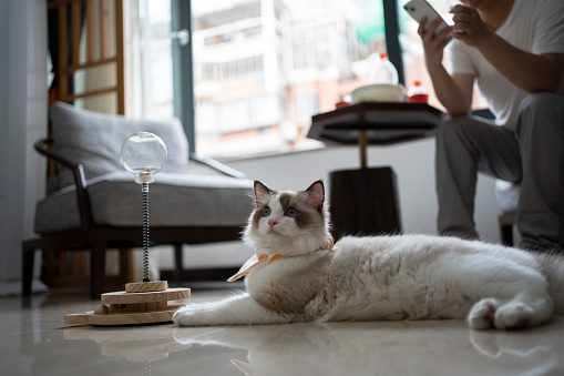 Pet cats lie leisurely at home