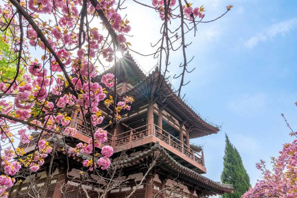 istock Cherry blossoms blooming in spring, Xi'an, China 1487756554