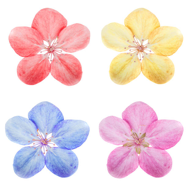 istock Flower set with 4 cherry flowers 1487756828