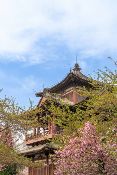 istock Cherry blossoms blooming in spring, Xi'an, China 1487757092