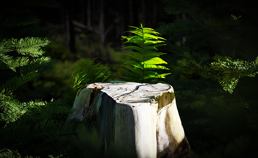 Cut tree trunk in the forest as a template for your product presentation, illuminated with sharp light isolates the object and focuses attention on it. Perfect for presenting your eco-friendly natural products. 3d illustration