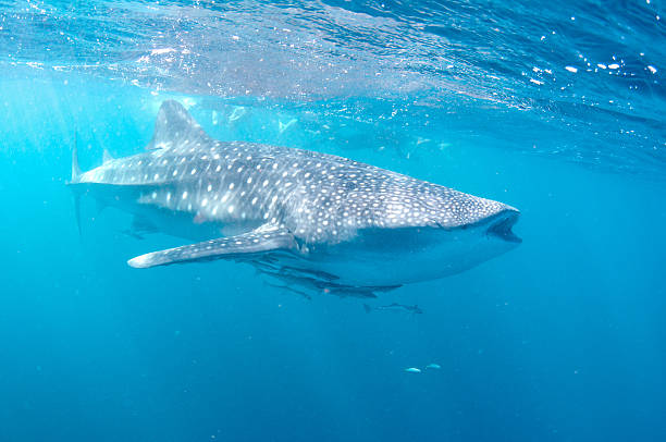 Whale Shark feeding at the surface Whale shark take a mouthful of water to filter the plankton. Snorkelers watch on. Rhincodon typus. exmouth western australia stock pictures, royalty-free photos & images
