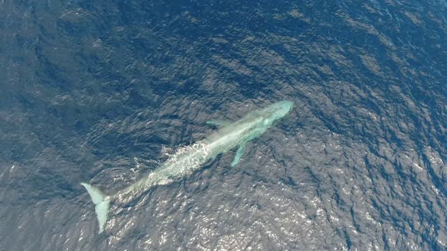 Grey California Whale (Eschrichtius robustus) in clear ocean water top view.