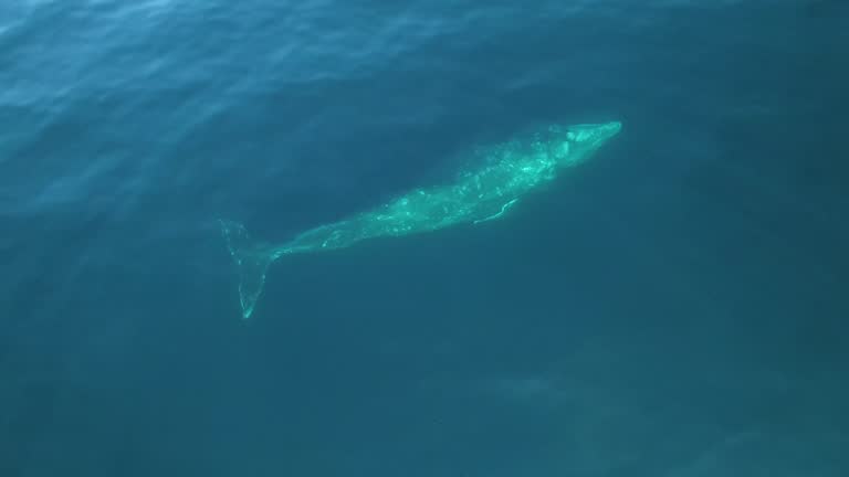 Grey California Whale (Eschrichtius robustus) top view.