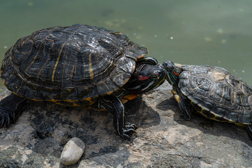 water turtles sunbathing