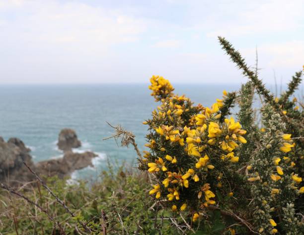 istock Gorses in Brittany 1487762458