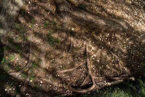 tree root system