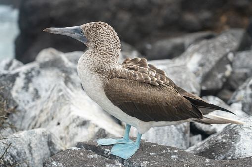 With close to the biggest wing span of all birds, and certainly sea birds. This albatross rests on it's clutch of eegs on a rocky shore in the Galapagos Islands