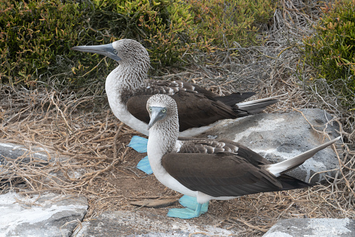 Two Blue Footed Boobys watching their surroundings