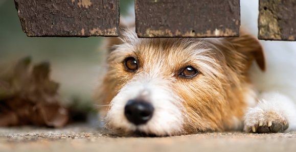 Cute jack russell terrier looking at the fence. Dog face and expression banner or background.