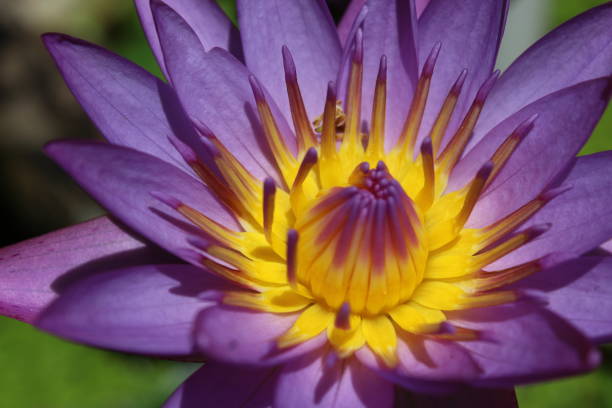 istock Blue Water Lily Flowers 1487764795