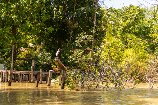 heron in porto on the edge of the amazon river