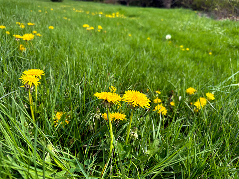 Dandelions are actually good for your lawn. Their wide-spreading roots loosen hard-packed soil, aerate the earth and help reduce erosion.