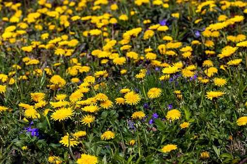 Large field of dandelions and violets