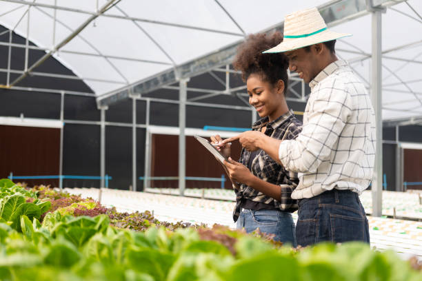 istock Two asian gardeners working in hydroponics vegetable farm holding tablet walking checking vegetables for harvest, male and female farmer holding green salad box looking at camera with smile in farm 1487768634