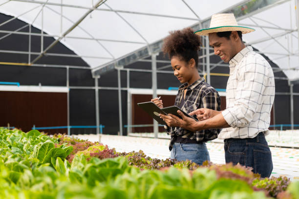 istock Two asian gardeners working in hydroponics vegetable farm holding tablet walking checking vegetables for harvest, male and female farmer holding green salad box looking at camera with smile in farm 1487768730