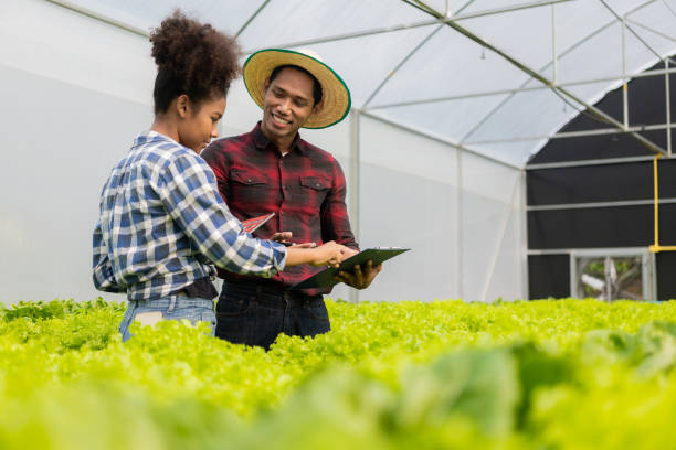 istock Two asian gardeners working in hydroponics vegetable farm holding tablet walking checking vegetables for harvest, male and female farmer holding green salad box looking at camera with smile in farm 1487768757