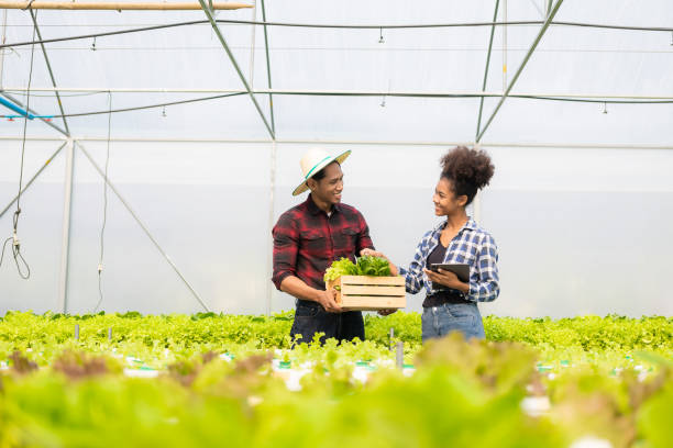 istock Two asian gardeners working in hydroponics vegetable farm holding tablet walking checking vegetables for harvest, male and female farmer holding green salad box looking at camera with smile in farm 1487768863