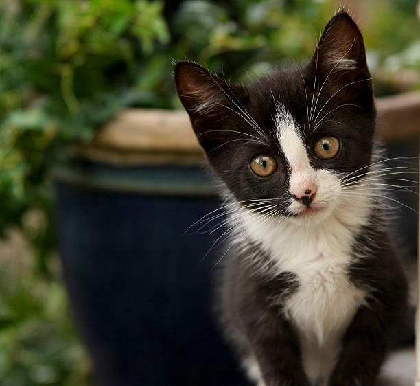 istock Black and White Kitten Looking At You 148776905