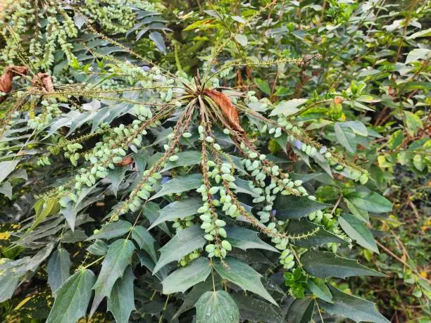 Mahonia japonica is a medium-sized shrub with dark green leaves. Berries are food for birds and squirrels.