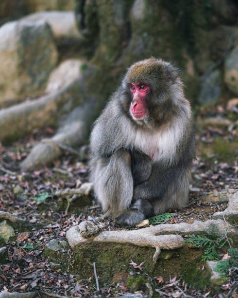 istock Close-up shot of a Japanese macaque monkey looking downwards 1487770856